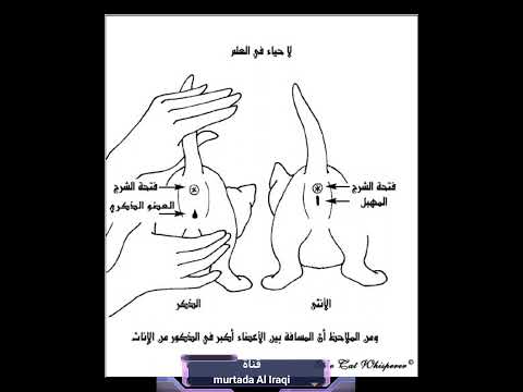 الفرق بين القط الذكر والانثى