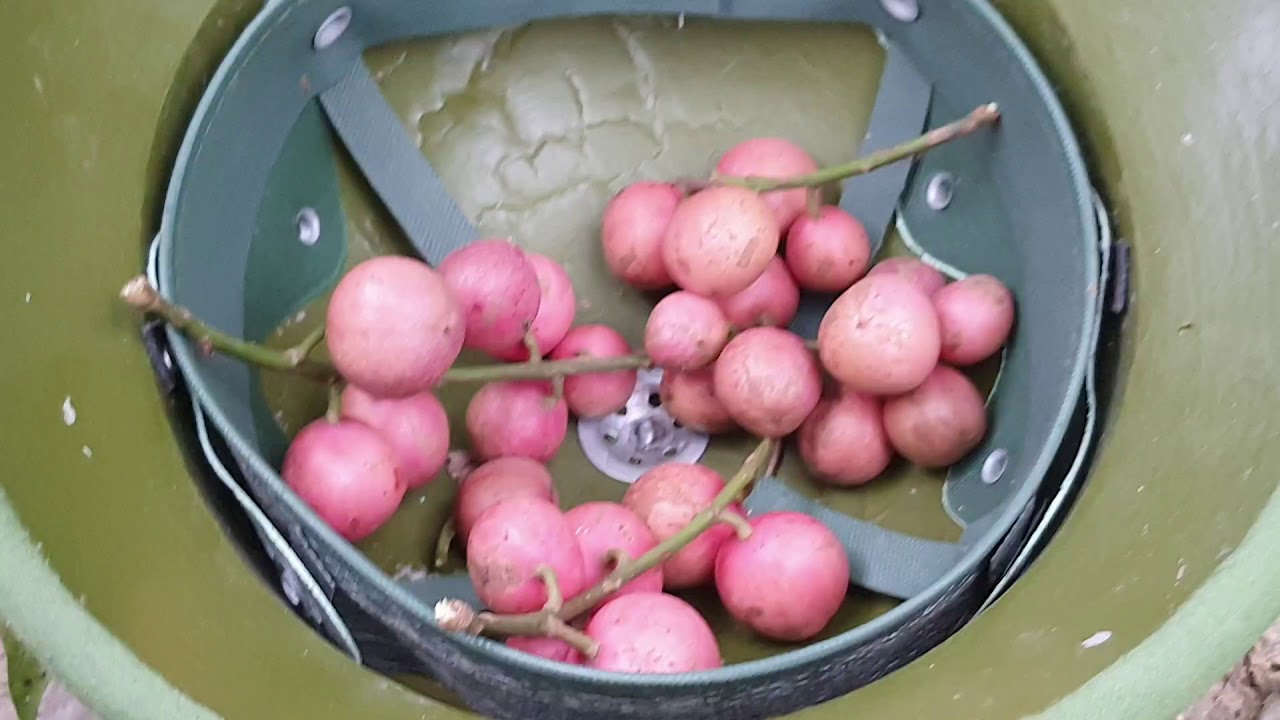 Quả dâu da rừng cực ngon. - YouTube