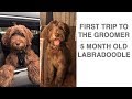 Puppy first trip to the groomer + Puppy Costumes | 5 month old Labradoodle Puppy