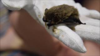 Bat Vlog 5  Common Pipistrelle