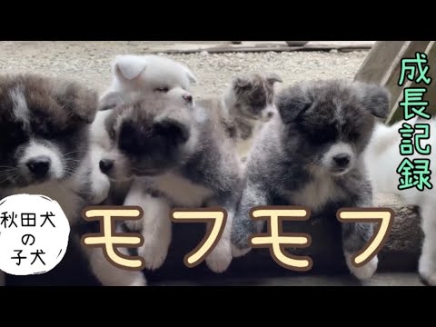 【秋田犬子犬】毎日モフモフ成長記録！#秋田犬#秋田犬子犬#akitainu