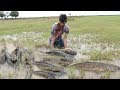 Best Hand Fishing | Boy Catches a Lots of Fishes By Hand In Rice Field