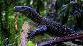 The Way of the Rain | Reflections on Earth | New Guinea Rainforest