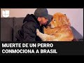 Muerte de perro durante un vuelo conmociona a Brasil; hasta el presidente Lula se pronuncia