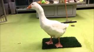 Sidney the Goose at the Montreal SPCA, Feb. 11, 2016