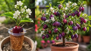 I Grew a Plum Plant from a Plum Fruit Using Coca Cola | Amazing Growth Results |