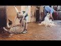 Charlie the Shearing Kid - Behind the News