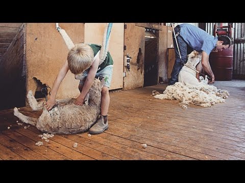 Video: „Pet Scoop“: našlaičių kailių kūdikiai taps „Pals“, avių kirpimo avarija Australijoje