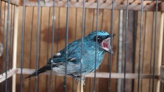 Kicau Burung Selendang Biru GACOR Isian Dan JINAK Petetan