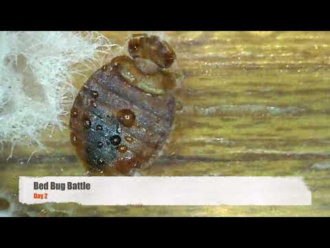 Bed Bug Battle A 5 day Fungal Takedown