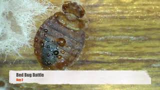 Bed Bug Battle A 5 day Fungal Takedown