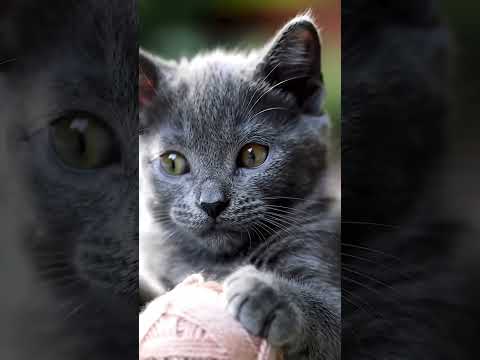 Chaton Chartreux découvre une pelote de laine… Trop mignon ! 🥰🤩 #chat #kitten #catlove #catstagram - Short @Clic-Cats