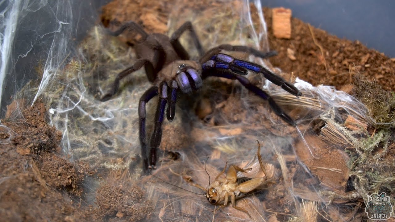 NOWA SERIA! Co słychać u...? #1 Karmienie węża, aktualizacje ptaszników