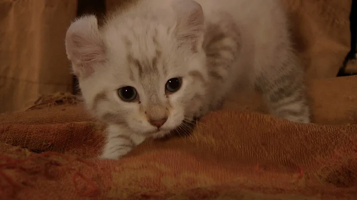Video 4662351: highland lynx, exotic kitten, rare exotic