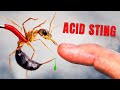 Stung by One of Australia's Deadliest Insects! Mp3 Song
