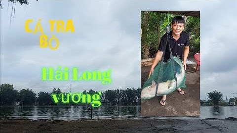 HỒ HẢI LONG VƯƠNG |CỐT CƠM |Đập heo cá tra bò 30kg