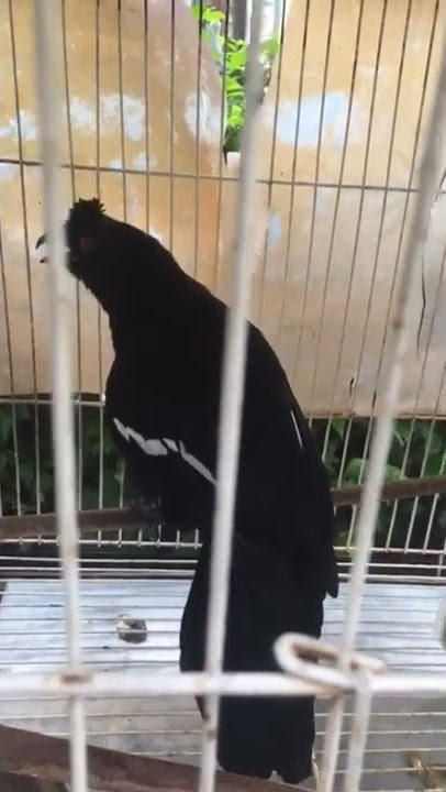 kacer besar/ tangkar kambing#burung