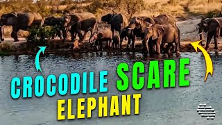 Elephant Got Scared by a Crocodile in Water