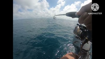 Câu jig dính cá Bớp mùa nước đổ