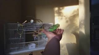 Budgies (parakeets) fly in slow motion 1/8th speed