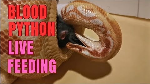 Bloodpython violent strike. Bloodpython vs. Rat. #livefeeding
