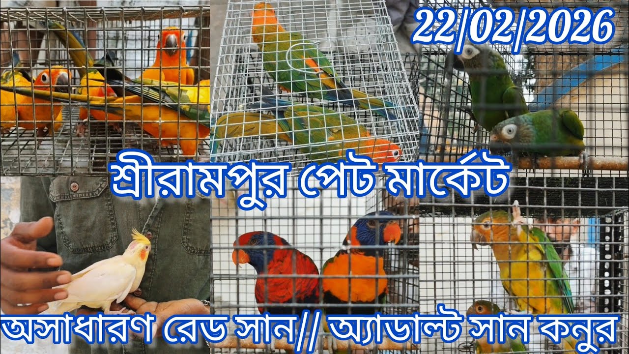 Shrirampur Pet Market 🦜 Exotic Birds Price Update 🦜 22/02/2026🐦 অসাধারণ রেড সান//অ্যাডাল্ট সান কনুর