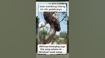 Warga menangkap ular piton besar yang selama ini meresahkan selalu memakan ternak warga #trending