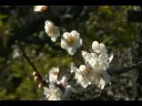 PLUM BLOSSOM AT MYOHO-JI TEMPLE-妙法寺（横浜市磯子区）