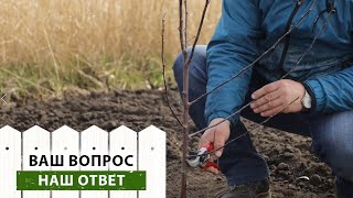 Отвечаем на самые популярные вопросы про обрезку плодовых! Когда лучше всего обрезать сад?