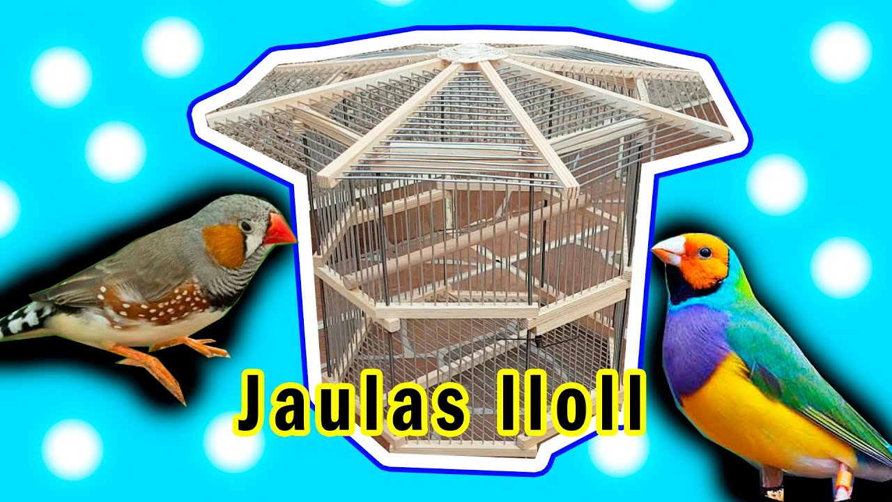 Como hacer jaula para diamante de gould, mandarin, etc...(aves pequeñas) octagonal. PAJAROS / AVES