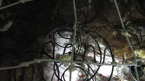 Springs on Springs with Springs? What to do - Professional Tips and Tutorial for All Levels