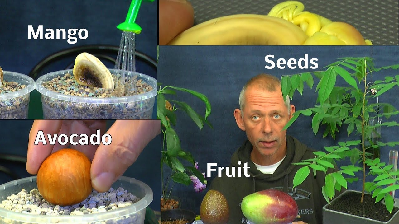 Mango und Avocado Aussaat. Avocado umtopfen in mineralisches Substrat