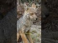 Culpeo - La falsa volpe che inganna tutti