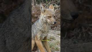 Culpeo - La falsa volpe che inganna tutti