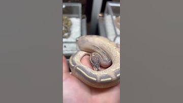Highway ball python #snake #ballpythonmorphs #ballpython