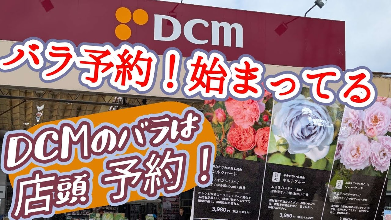 DCM Home Center [Rose Reservation] In-store reception: 70 kinds of