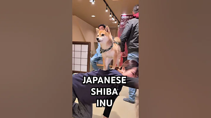 Japanese Shiba Inu’s for a reason 👊🏻 #cutenessoverload