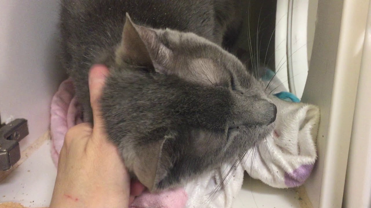 adopt cats long island Pepper 56348 (who I am calling Paprika by mistake) - Spice Up Your Life! NYCACC