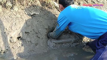 Thụt hang bắt cá - Thụt hang bắt cá cánh đồng lúa chín ở kênh thầy cay trúng đậm phần 1