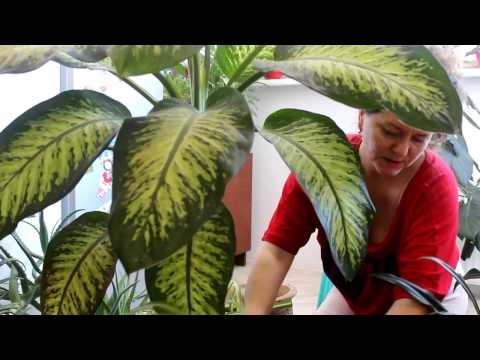 Video: Hur Man Sprider Dieffenbachia