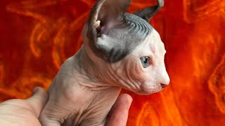 Baby boy 😻 Sphinx Elf by PetTanFun 1,809 views 2 months ago 2 minutes, 33 seconds