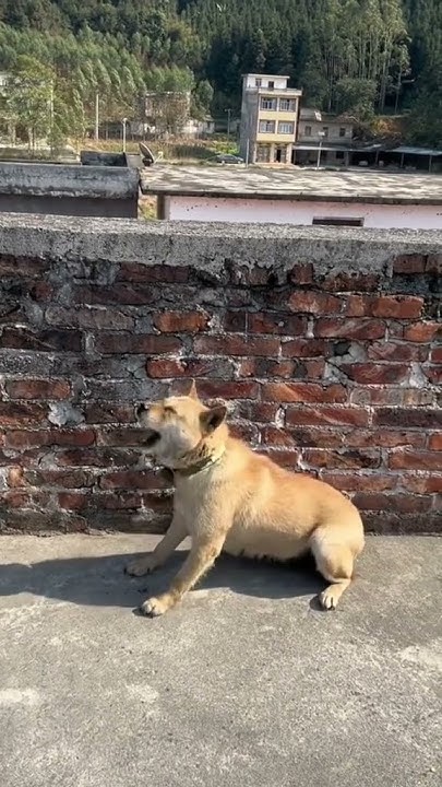 how-can-this-dog-sneeze-so-many-times-in-a-row-youtube
