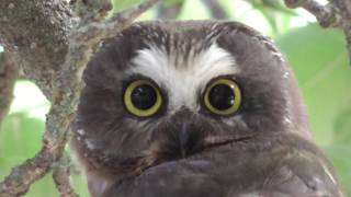 Northern Saw Whet Owl