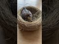 Saving a Helpless Baby Sparrow #viral #trending #short