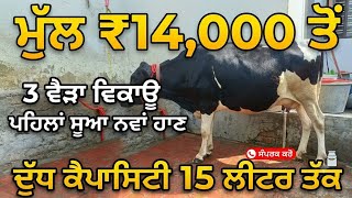 ਮੁੱਲ 14000 ਤੋਂ, 3 ਵੈੜਾ ਵਿਕਾਊ, ਪਹਿਲਾਂ ਸੂਆ ਨਵਾਂ ਹਾਣ, ਦੁੱਧ ਕੈਪਾਸਿਟੀ 15 ਲੀਟਰ ਤੱਕ #azaddairyfarm 