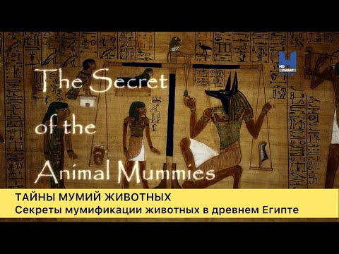 Тайны мумий животных древнего Египта