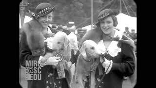 Vintage Bedlington Terriers