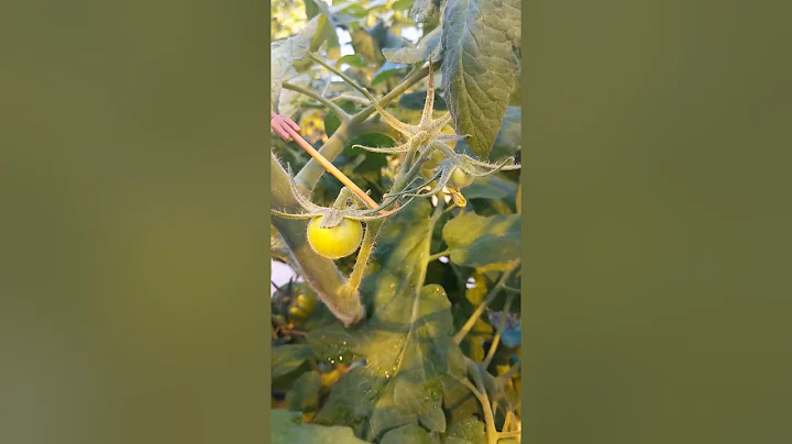 Growing hydroponic tomatoes in Minnesota update
