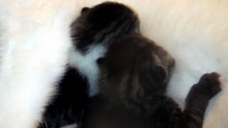 #508 Tiny Kittens  Vicious Fight Over Mother's Nipple