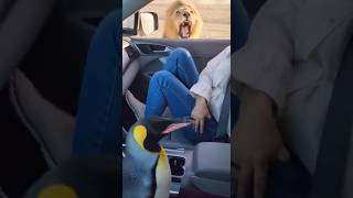 Lion Attacks The Car Just As A Penguin Climbs Over Her